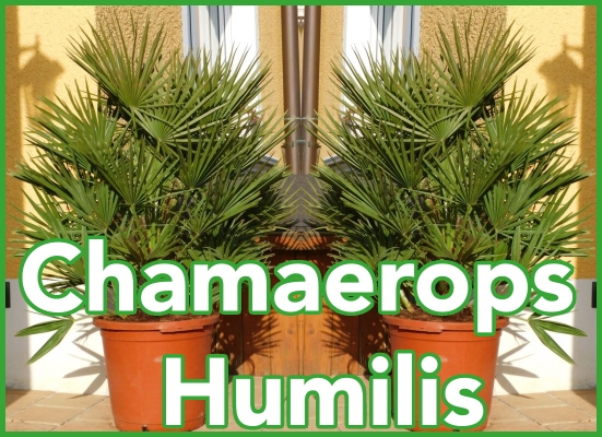 Die Chamaerops Humilis, oder auch...