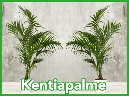 Der Begriff Kentia-Palme ist auf...