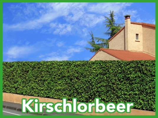 Kirschlorbeer gibt es in vielen...