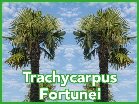 Die Trachycarpus Fortunei, oder...