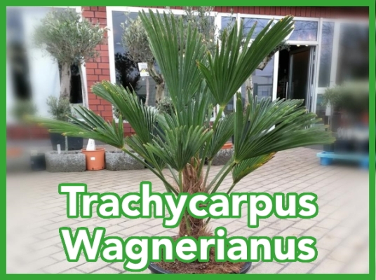 Die Trachycarpus...