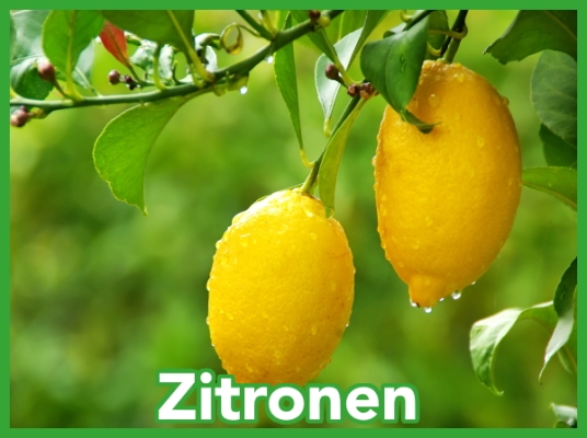 Im eigenen Garten vermitteln...