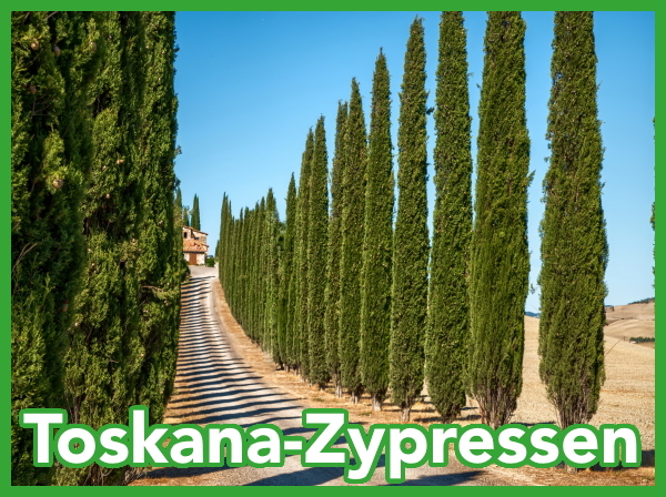 Toskana Zypressen kaufen bei Pflanzenoase - Dein Shop fr Rollrasen,
