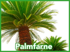 Palmfarngewächse
