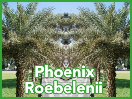 Phoenix roebelenii