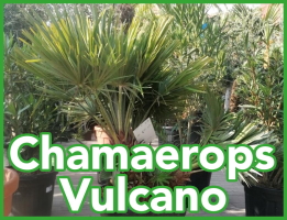 Chamaerops Vulcano