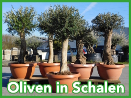 Oliven in Schalen