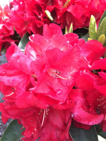 Rhododendron Hybride Brisanz - Dein Shop fr Rollrasen, Heckenpflanze
