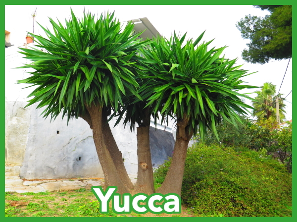 Kategorie Yucca