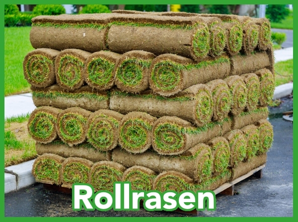 Dein Shop für Rollrasen und die mediterrane Pflanzenwelt.
