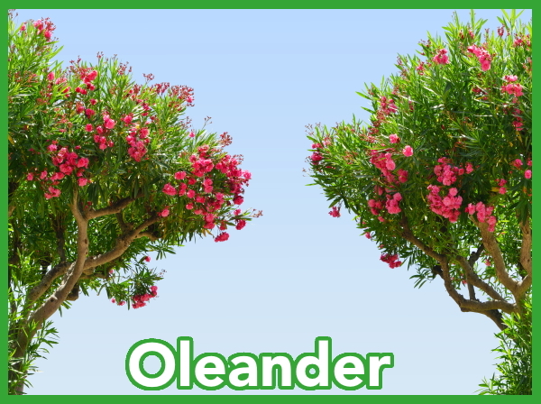 Kategorie Oleander