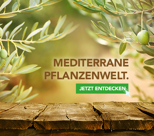 Kategorie Mediterrane Pflanzenwelt