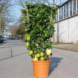 Zitronenbaum am Spalier "Citrus Limon" +/-120cm