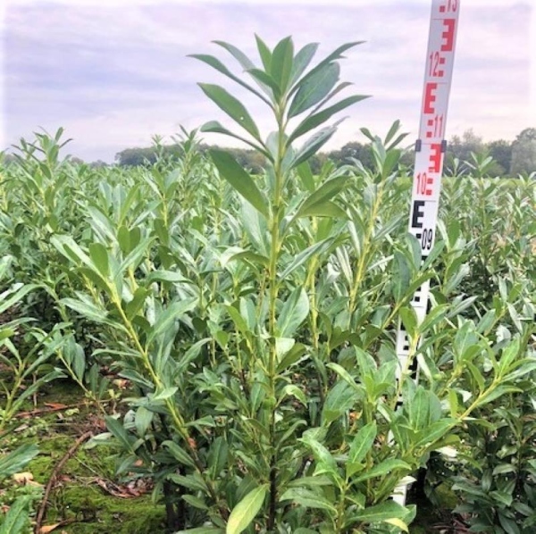 Kirschlorbeer Caucasica