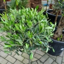 Olivenbaum "Olea Europaea" +/-90cm