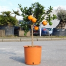Chinotto "Citrus aurantium var. Myrtifolia"  +/-60cm