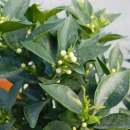 Chinotto "Citrus aurantium var. Myrtifolia"  +/-60cm