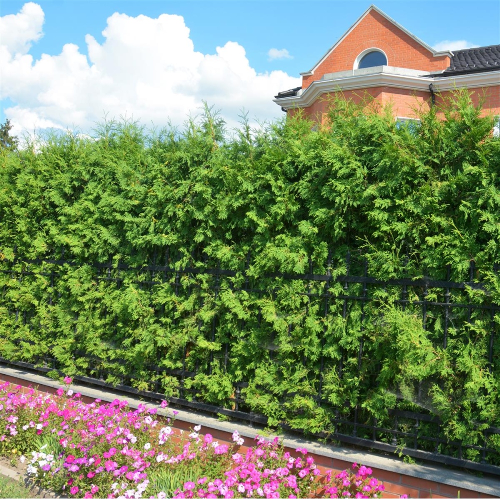 Thuja Brabant online bestellen bei Pflanzenoase - Dein Shop fr Rollr