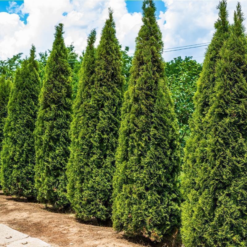 thuja brabant wurzelware Lebensbaum (60 - 80 cm) als kräftige Wurzelware main image 1