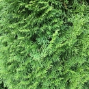 Lebensbaum Smaragd