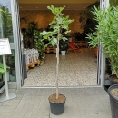 Feigenbaum "Ficus Carica" +/-160cm