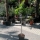 Feigenbaum "Ficus Carica" 160-180cm