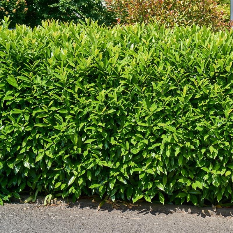 Kirschlorbeer Rotundifolia online bestellen bei Pflanzenoase - Dein S