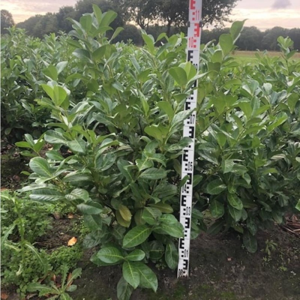 Kirschlorbeer Rotundifolia online bestellen bei Pflanzenoase - Dein S