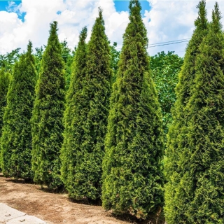Lebensbaum Smaragd 80-100cm