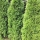 Lebensbaum Smaragd 80-100cm