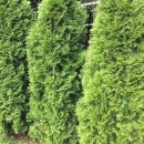 Lebensbaum Smaragd 100-120cm