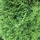 Lebensbaum Smaragd 120-140cm