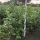 Kirschlorbeer "Rotundifolia" 80-100cm