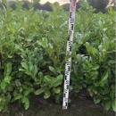 Kirschlorbeer "Rotundifolia" 125-150cm
