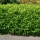 Kirschlorbeer "Rotundifolia" 200-220cm