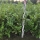 Kirschlorbeer "Rotundifolia" 100-120cm