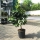 Limettenbaum "Citrus aurantifolia" (Nr.22) 40cm Stammu. +/-180cm