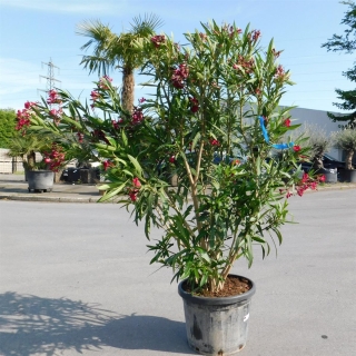 Oleander "Nerium Oleander" 140-160cm rot