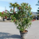 Oleander &quot;Nerium Oleander&quot; 140-160cm rot