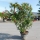 Oleander "Nerium Oleander" +/- 180cm rot