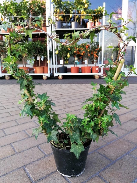 Hedera Helix Pittsburgh kaufen I Pflanzenoase.de - Dein Shop fr Roll