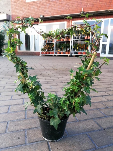 kirschlorbeer otto luyken obi Kirschlorbeer 'Otto Luyken' kaufen | Prunus laurocerasus 'Otto Luyken'