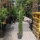 Cupressus sempervirens Totem 140-160cm