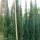 Cupressus sempervirens Totem 150-170cm