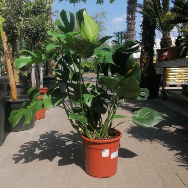 monstera deliciosa big Monstera Deliciosa