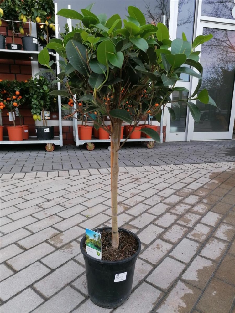 Gummibaum in Oberhausen kaufen I Pflanzenoase.de - Dein Shop fr Roll