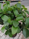 Gummibaum "Ficus rubiginosa Australis"