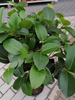 kirschlorbeer panaschiert Portugiesischer Kirschlorbeer - Prunus lusitanica