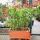 Oleander "Nerium Oleander" im Kunststoff-Pflanzkasten
