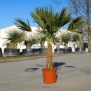 Hanfpalme "Trachycarpus Fortunei" +/- 50cm Stamm - 170-180cm hoch